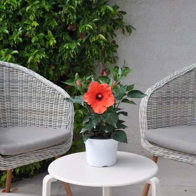 Hibiscus rosa sinensis, fleurs de voyage